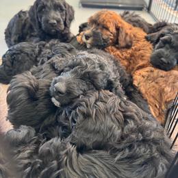Goldendoodle Puppies from Wrigley's Doodles