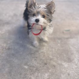Ladybug - Yorkshire Terrier