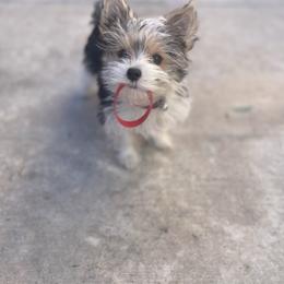 Ladybug - Yorkshire Terrier
