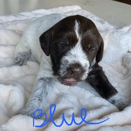 Wirehaired Pointing Griffon Puppies from Happy Hollow Griffons