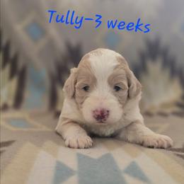 Tully - Cream male Aussiedoodle puppy in Redding, California from House Merrills Minis and Doodles