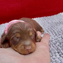 DOVE (light pink) - Chocolate and tan female Dachshund puppy in Vero Beach, Florida from Joseph’s Dachshunds