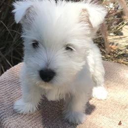 West Highland White Terrier Puppies from Festa farms