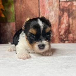 Ollie 2800 ( Small ) - Parti male Yorkshire Terrier puppy in Douglas, Georgia from South Georgia Yorkies and Biewers