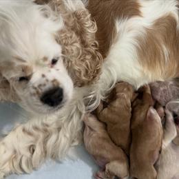 Cocker Spaniel puppies from Inspirational Treasures
