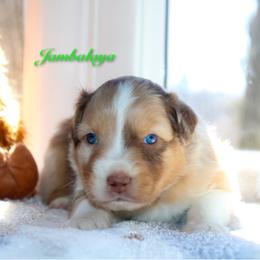 Jambalaya - Red merle male Australian Shepherd puppy in Coldwater, Michigan from Northern Star Australian Shepherds