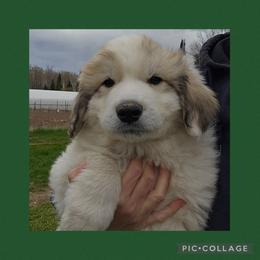 GALLAGHER- green collar - White and badger male Great Pyrenees puppy in Mikado, Michigan from Brittain Family Farm
