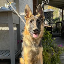 Boy 1 - German Shepherd puppy from Aramist Enterprises & Kennels