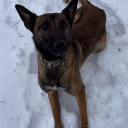 Girl 1 - Fawn Belgian Malinois puppy in Alger, Michigan from Aspen’s Edge Kennel