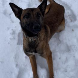 Girl 1 - Fawn Belgian Malinois puppy in Alger, Michigan from Aspen’s Edge Kennel