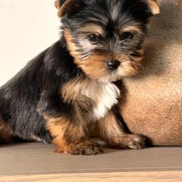 Green Boy - Black and gold male Yorkshire Terrier puppy in Meridian, Idaho from Doodles of Idaho
