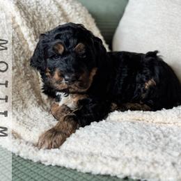 Willow - Phantom female Bernedoodle puppy in Spring, Texas from At The Cross Kennel
