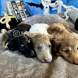Dachshund Puppies from M.H.P Dachshunds