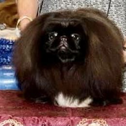 Cardigan Welsh Corgi and Pekingese Puppies from Patrick Ormos' Corgis and Pekingese