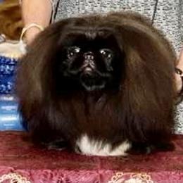 Cardigan Welsh Corgi and Pekingese Puppies from Patrick Ormos' Corgis and Pekingese