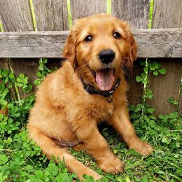 Golden Retriever Puppies from Carmel Bliss Golden Retrievers LLC