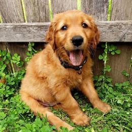 Golden Retriever Puppies from Carmel Bliss Golden Retrievers LLC