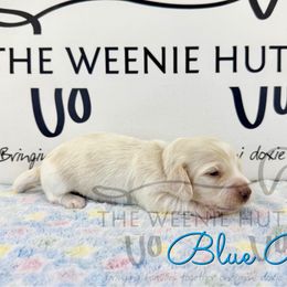Blue Boy - Cream male Dachshund puppy in Crandall, Texas from The Weenie Hut