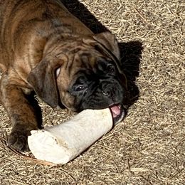 Cedar - Boxer puppy from Tracy's Boxers