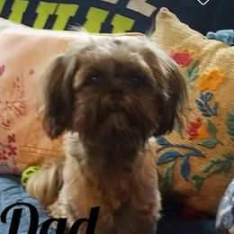 Riley - Shih Tzu