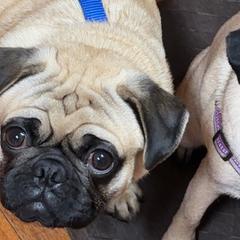 Pugs from Chantilly Lace Pugs