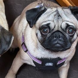 Pugs from Chantilly Lace Pugs