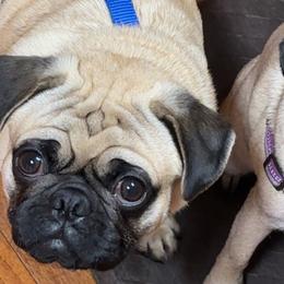 Pugs from Chantilly Lace Pugs