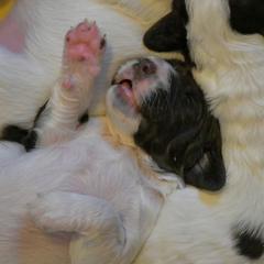 Drentsche Patrijshond and Spinone Italiano Puppies from Two Gun Kennels