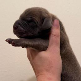 Bowie - Brindle male Great Dane puppy in Jerusalem, Arkansas from Mara Danes