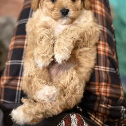 Cavalier King Charles Spaniel and Cavapoo Puppies from CK Cavaliers