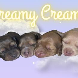 Dachshunds from Dreamy Creamies