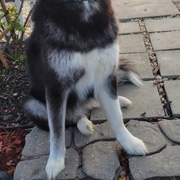 Siberian Husky All Grown Up from Velaris Huskies