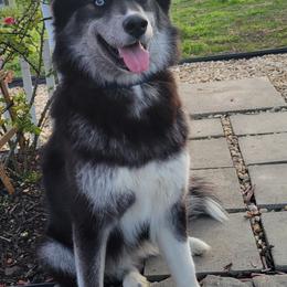Siberian Husky All Grown Up from Velaris Huskies