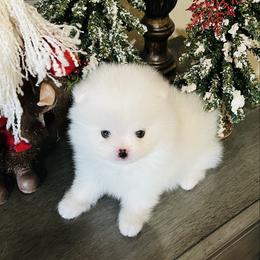 Bruno - White male Pomeranian puppy in Hot Springs, Arkansas from Pomeranian Empire