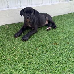 Green Collar - Black brindle male Cane Corso puppy in Homestead, Florida from Sabal Palm Cane Corso