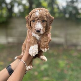 Piglet - Red  female Goldendoodle puppy in Palmetto Bay, Florida from SOMIDOODLES