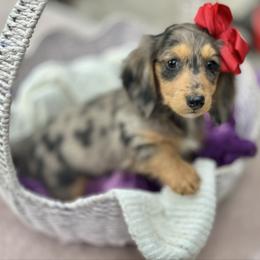 Willow - Dapple female Dachshund puppy in Lakeland, Florida from Elite Doxies Florida