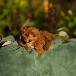 Evermore - Red male Cavapoo puppy in Bellingham, Washington from My Sweet Poodles and Doodles