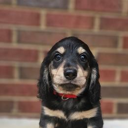 Truffle- Full CKC - Black and cream male Dachshund puppy in Loganville, Georgia from Royal Dackel Haus