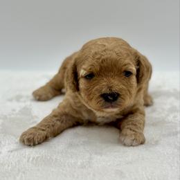 Vanilla - Cream female Cavapoo puppy in La Vernia, Texas from Texas Teddy Bears