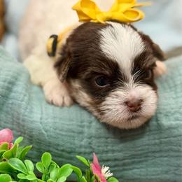 Clara - Chocolate, tan and white female Yorkshire Terrier puppy in Tangipahoa County, Louisiana from Riche’ Louisiana Yorkies