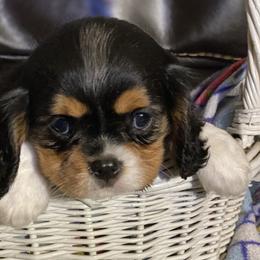 Boo - Tri-color female Cavalier King Charles Spaniel puppy in Valley, Washington from F-Stop Cavaliers