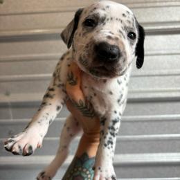 Burgundy - White and black female Dalmatian puppy in Demorest, Georgia from Dixon Dalmatians