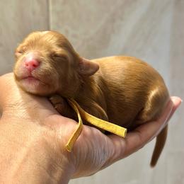 Red - Red female Cockapoo puppy in Palm Beach County, Florida from Benji’s Cockapoos