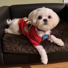 Pablo - Maltese