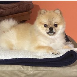 Haley - Pomeranian