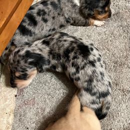 Pebbles - Dapple female Dachshund puppy in Poplarville, Mississippi from Sarah’s Darling Dachshunds