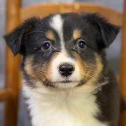 Peggy - Black tri female Miniature American Shepherd puppy in Clinton, Missouri from Mockingbirds American Minis
