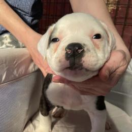 Boy 4 - White and brindle male American Bulldog puppy in La Porte, Indiana from Slayton's American Bulldogs