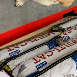 Labrador Retriever Puppies from Showtime Labradors